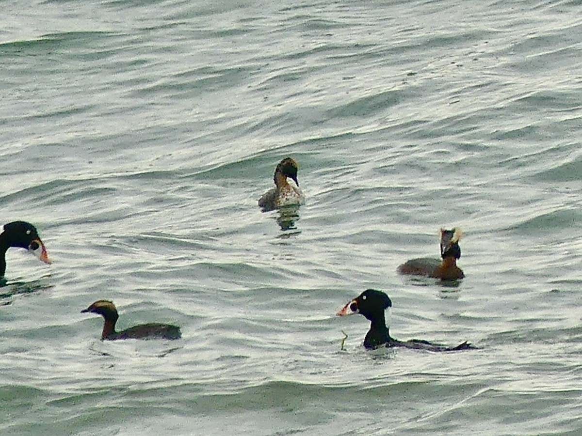 Horned Grebe - ML565756751