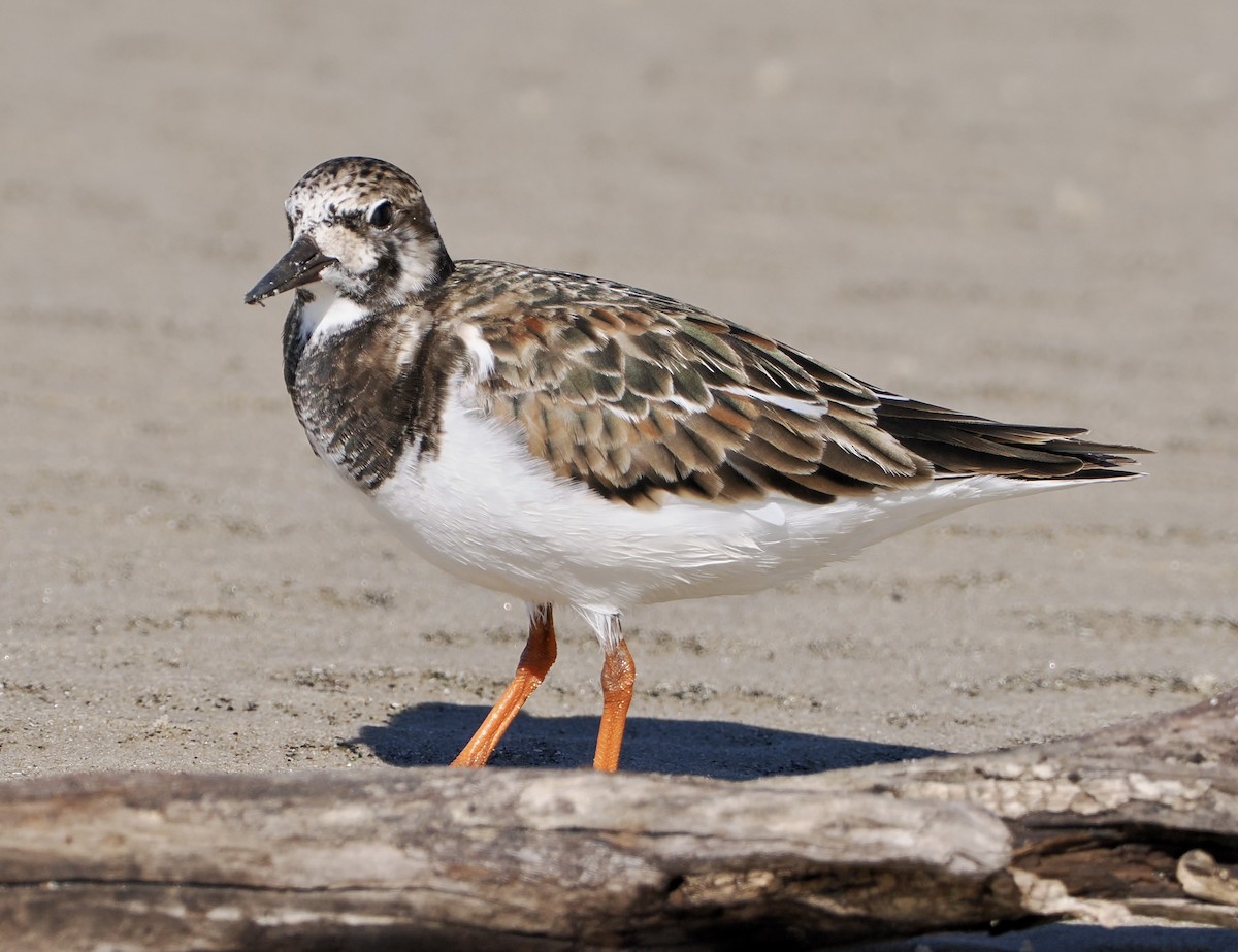 Ruddy Turnstone - ML565756871