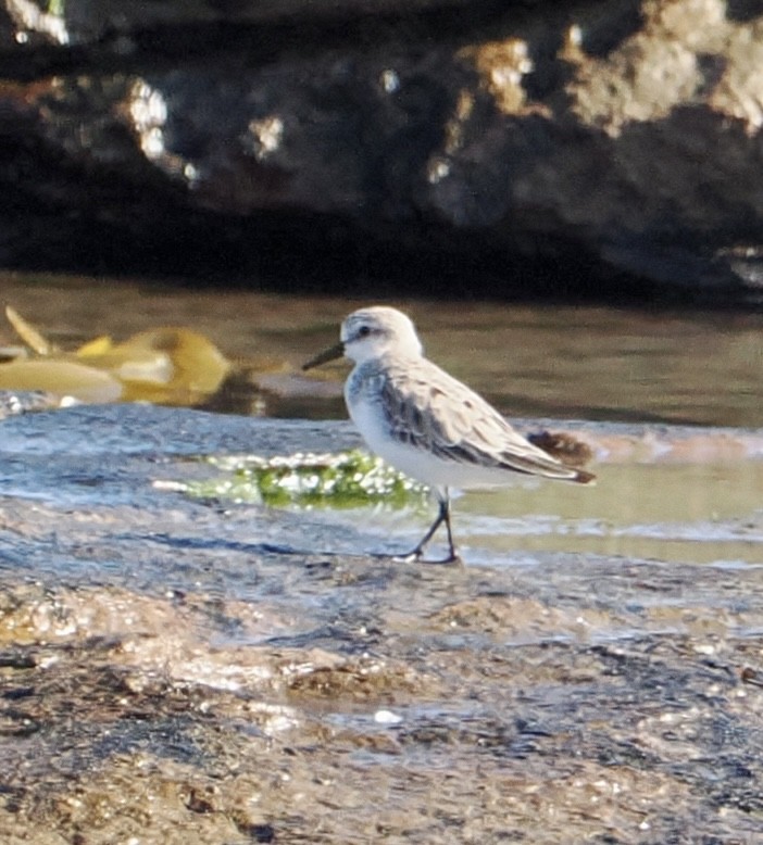 Red-necked Stint - Cheryl Cooper