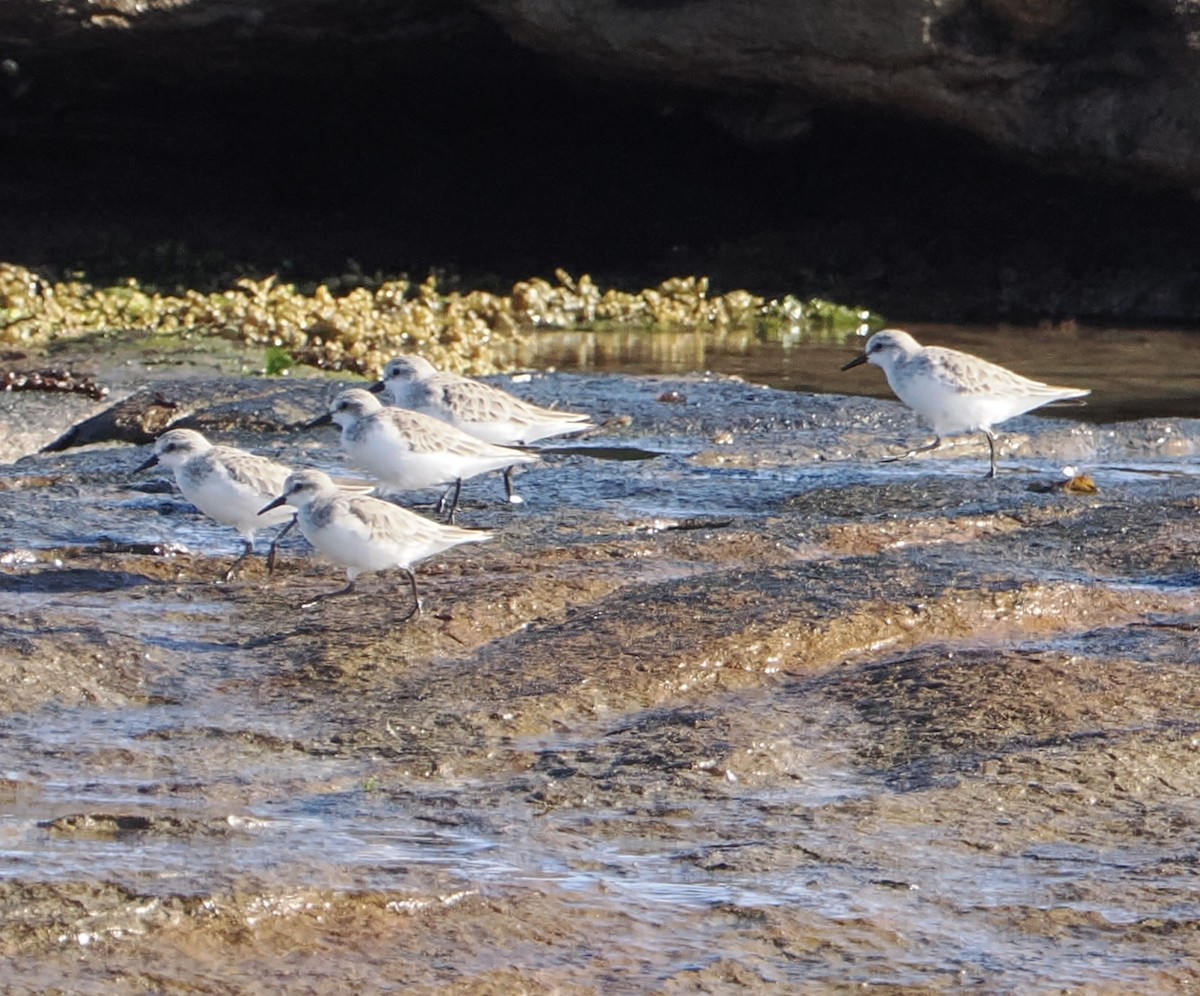 Rotkehl-Strandläufer - ML565757121