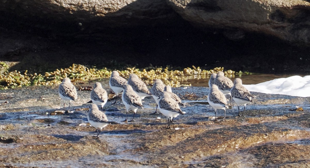 Red-necked Stint - ML565757131