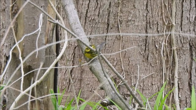 Townsend's Warbler - ML565758221