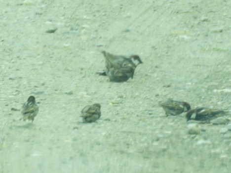 Spanish Sparrow - ML565758341