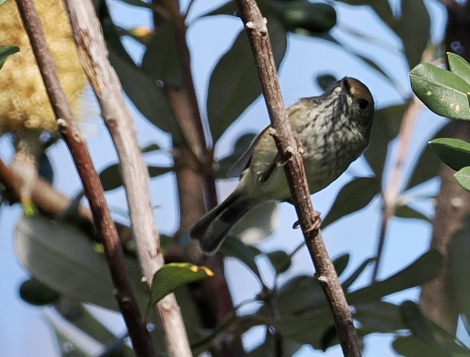 Brown Thornbill - ML565759131