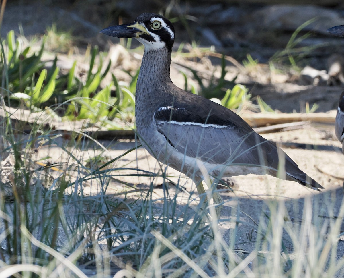 Beach Thick-knee - ML565759601