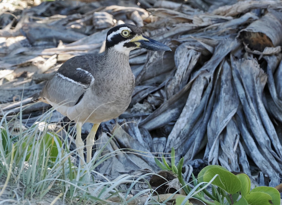 Beach Thick-knee - ML565759611