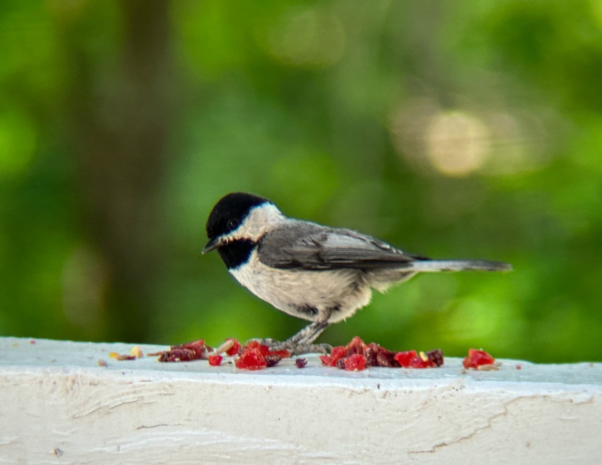 Carolina Chickadee - ML565759751