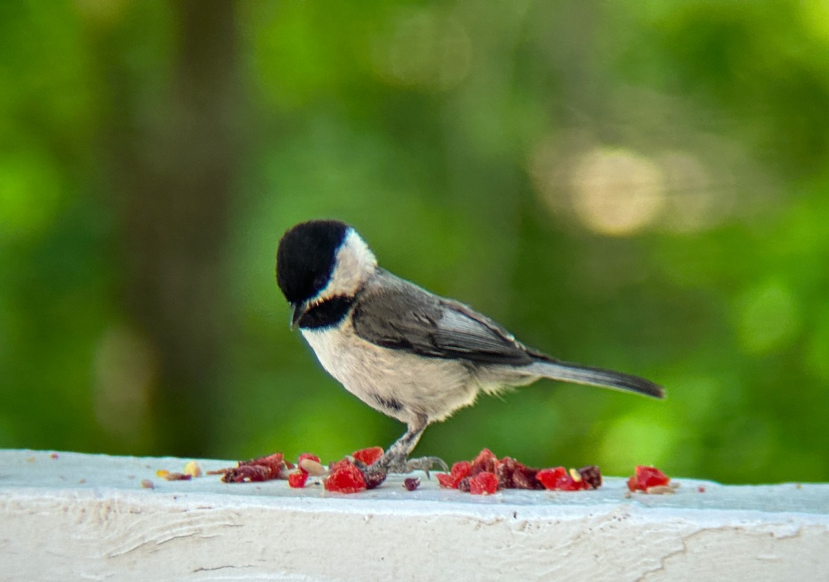 Carolina Chickadee - ML565759761