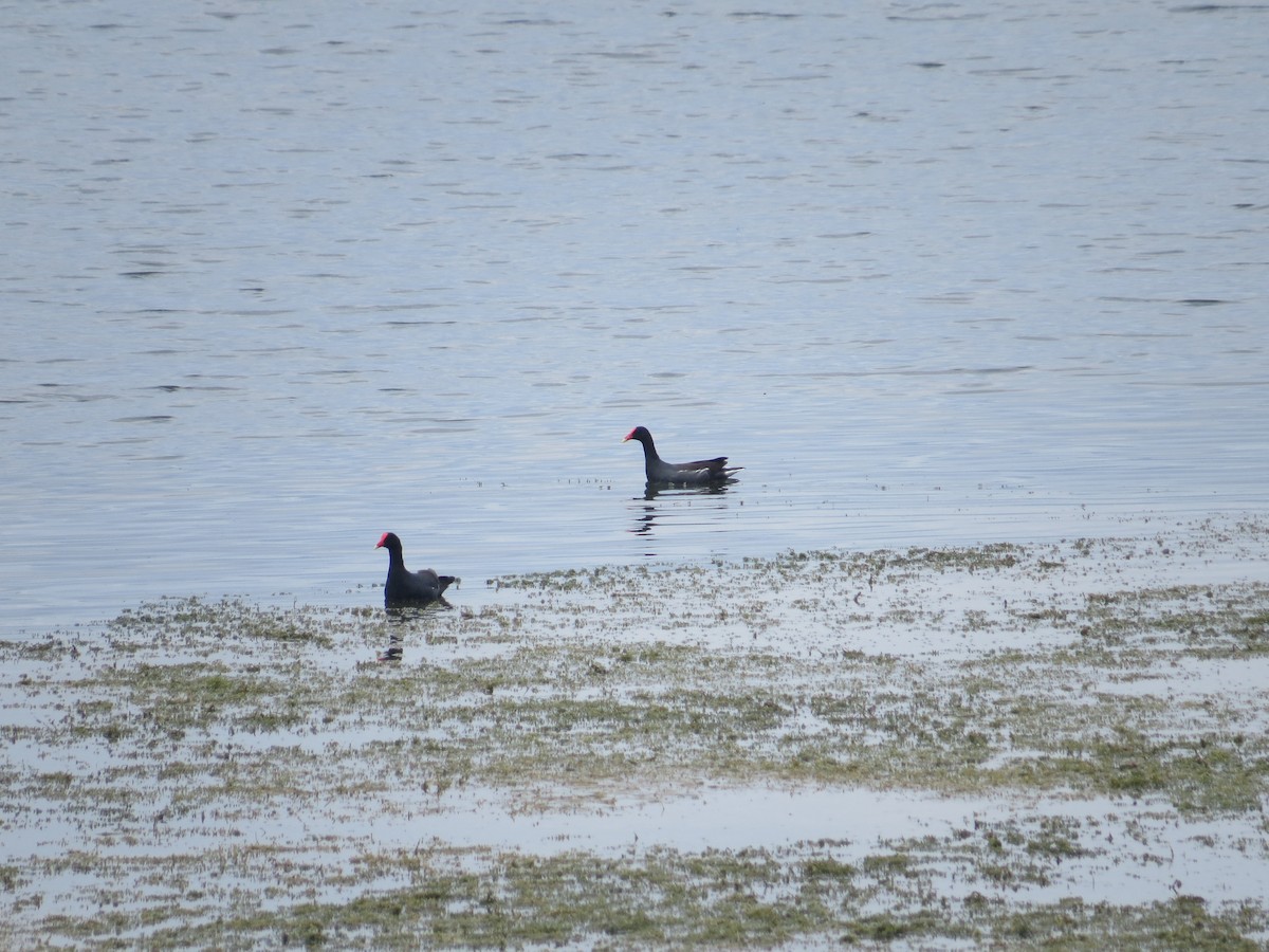 Common Gallinule - Anderson León Natera