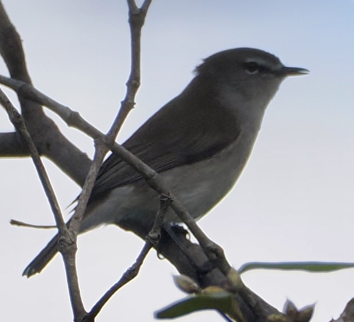 Mangrove Gerygone - ML565760691