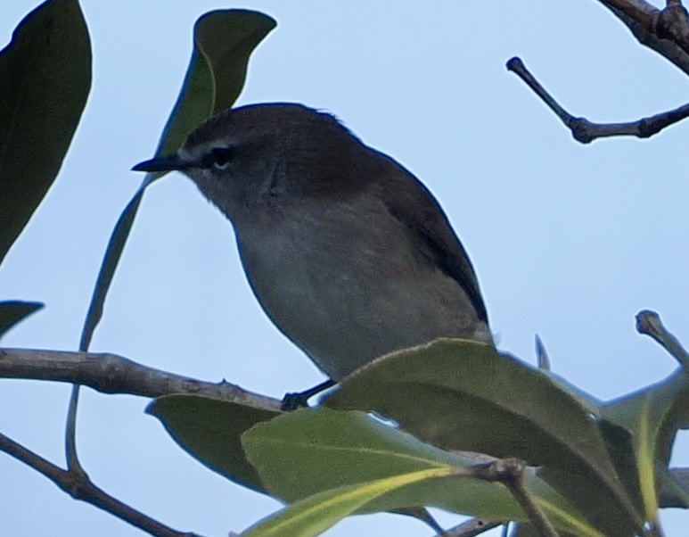 Mangrove Gerygone - ML565760701