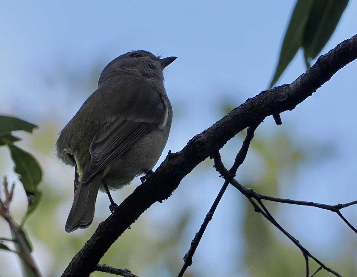 Golden Whistler (Eastern) - ML565760911