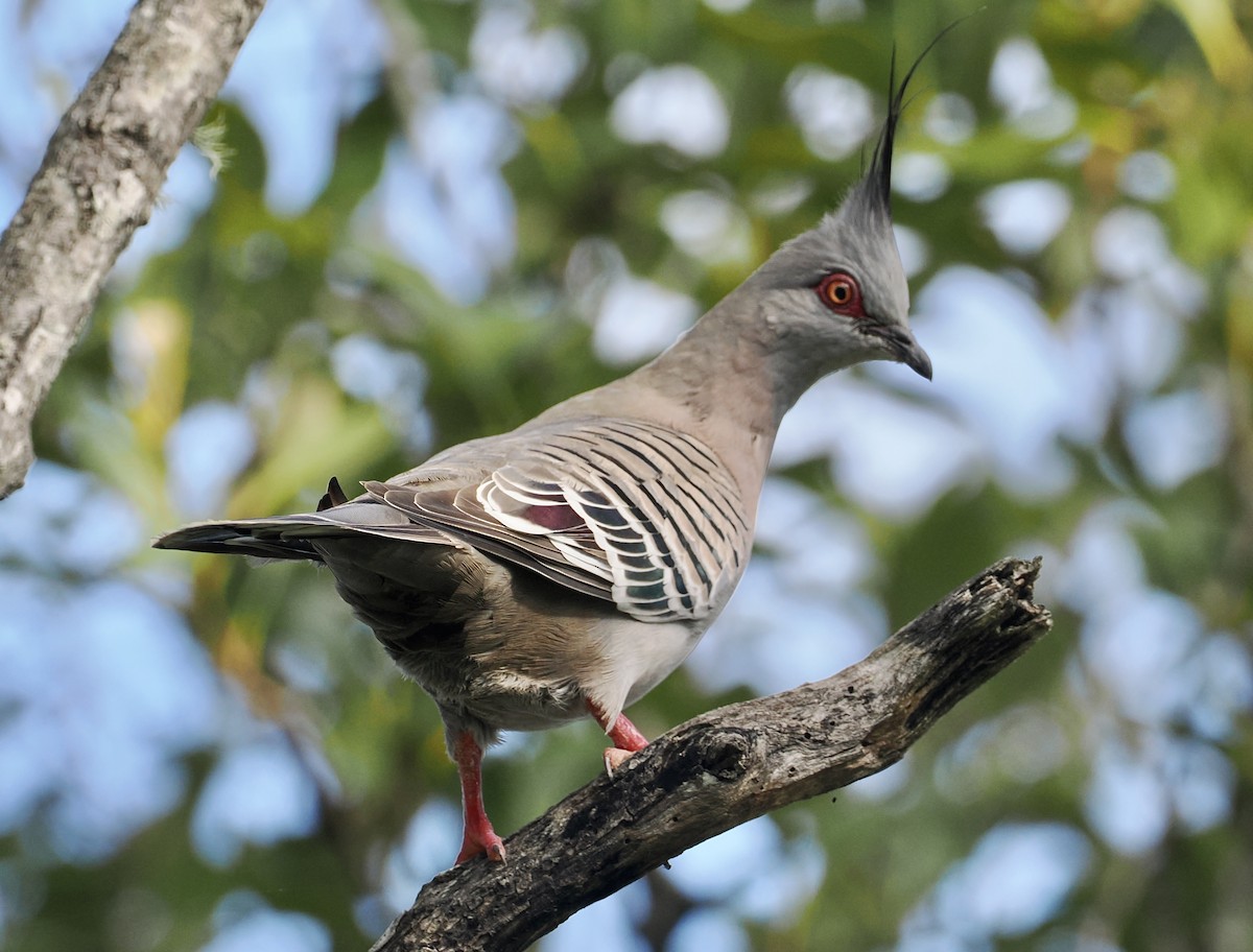 Crested Pigeon - Cheryl Cooper