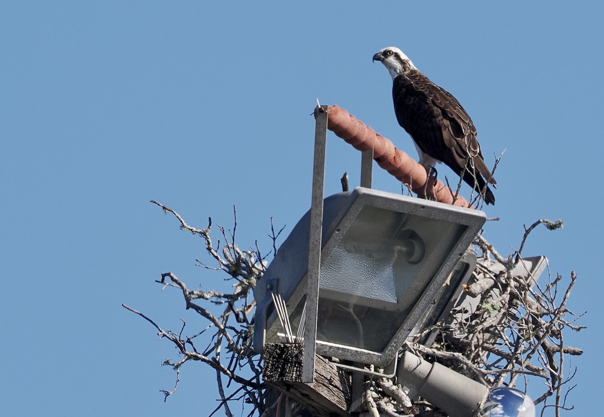 Osprey - Cheryl Cooper