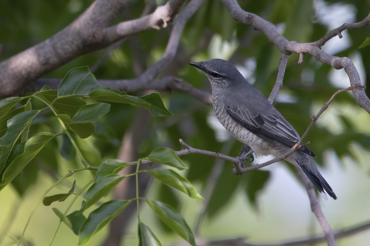 Black-headed Cuckooshrike - ML565761471