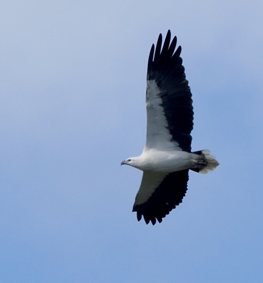 White-bellied Sea-Eagle - ML565761661