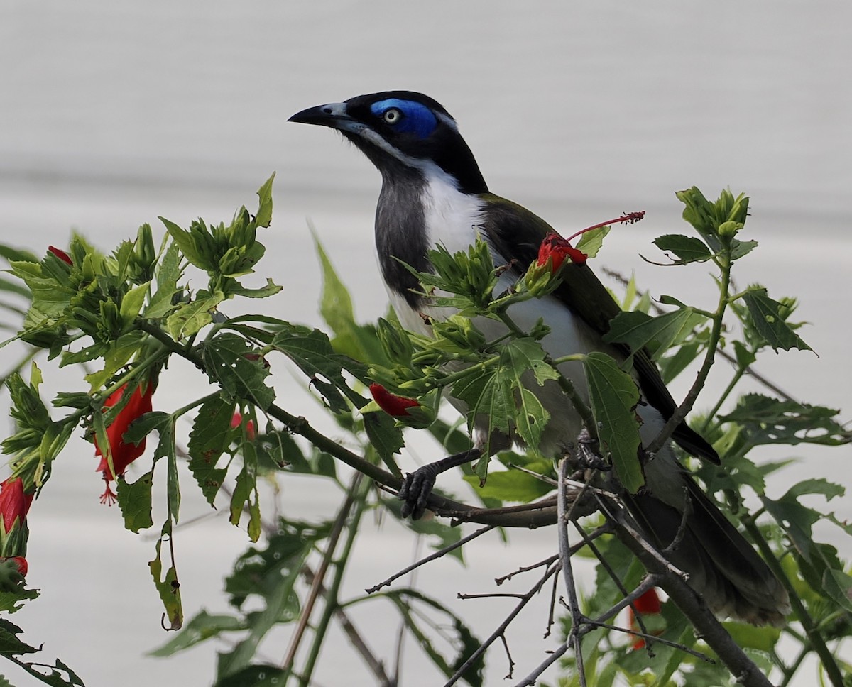 Blue-faced Honeyeater - ML565761841
