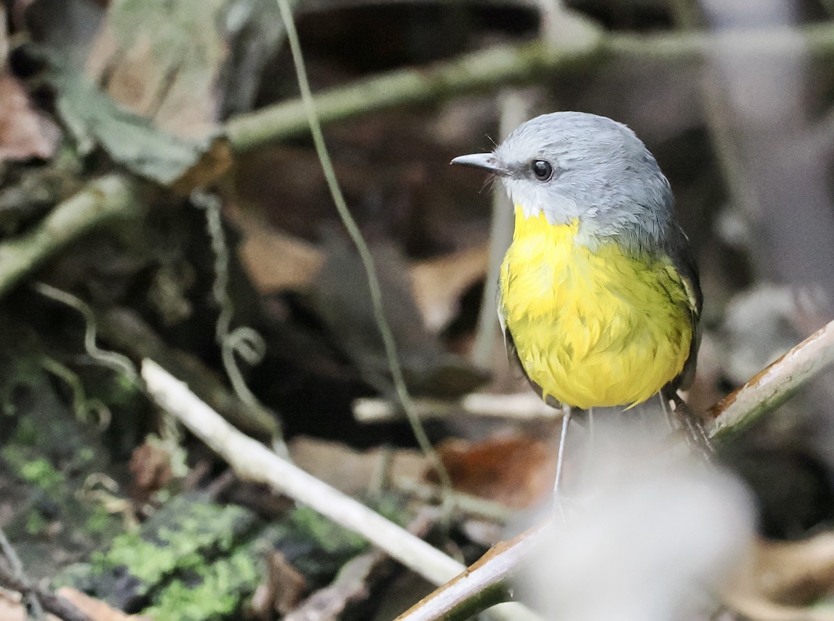 Eastern Yellow Robin - ML565763001