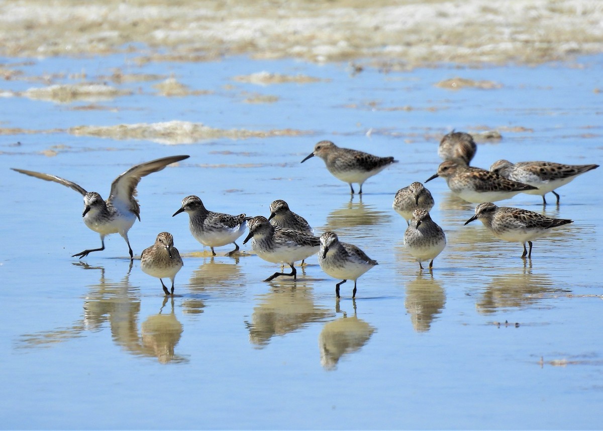 Semipalmated Sandpiper - ML565763551