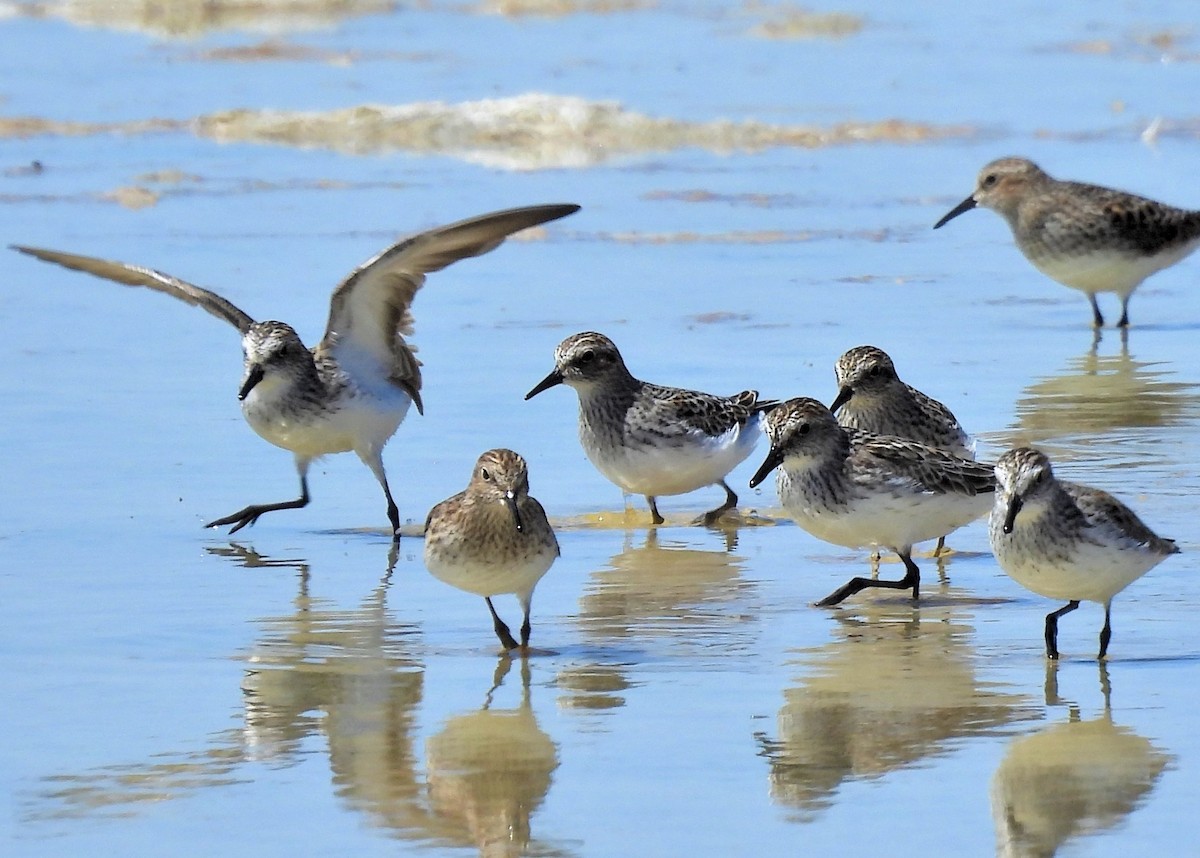 Semipalmated Sandpiper - ML565763691