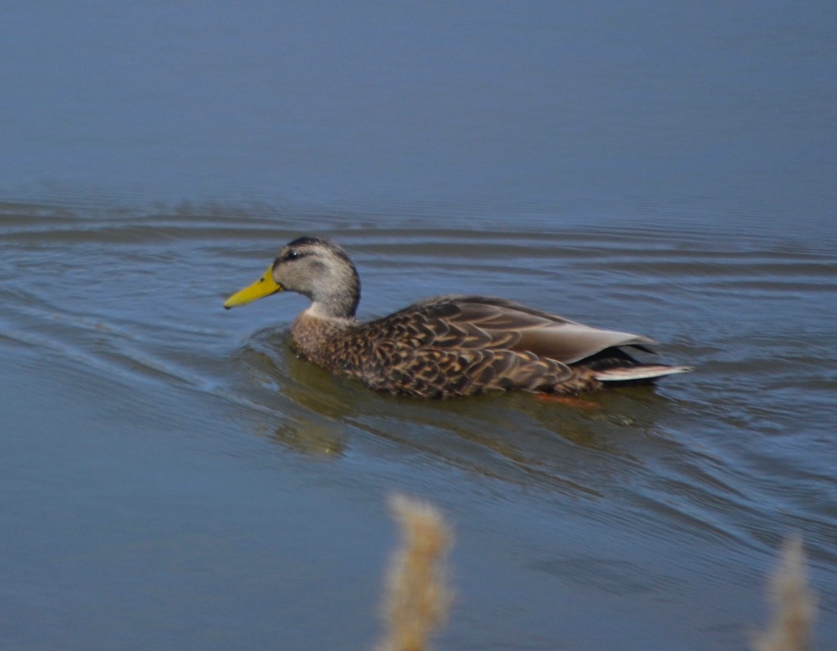 Mexican Duck - Susan Lindberg