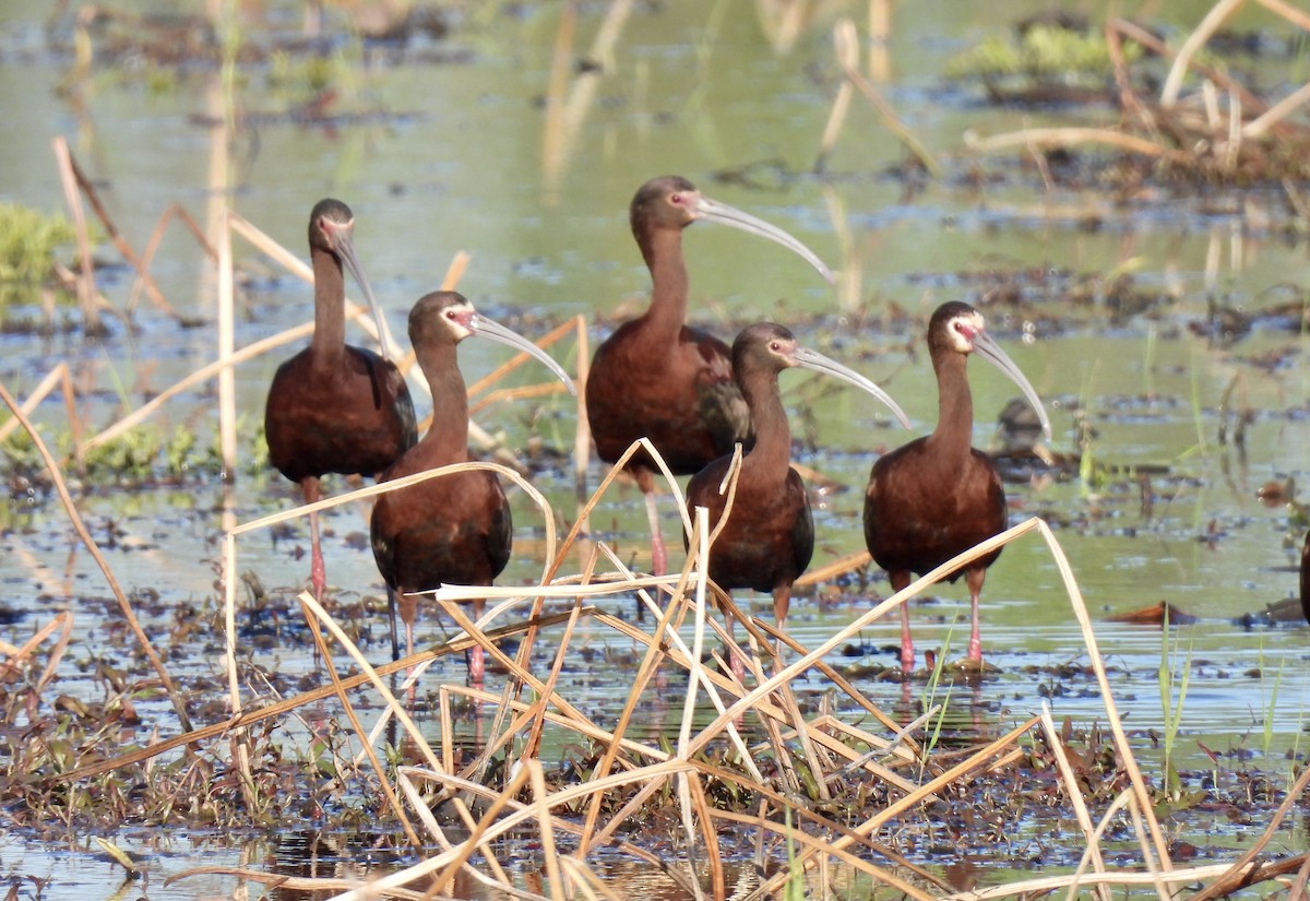 White-faced Ibis - ML565764041