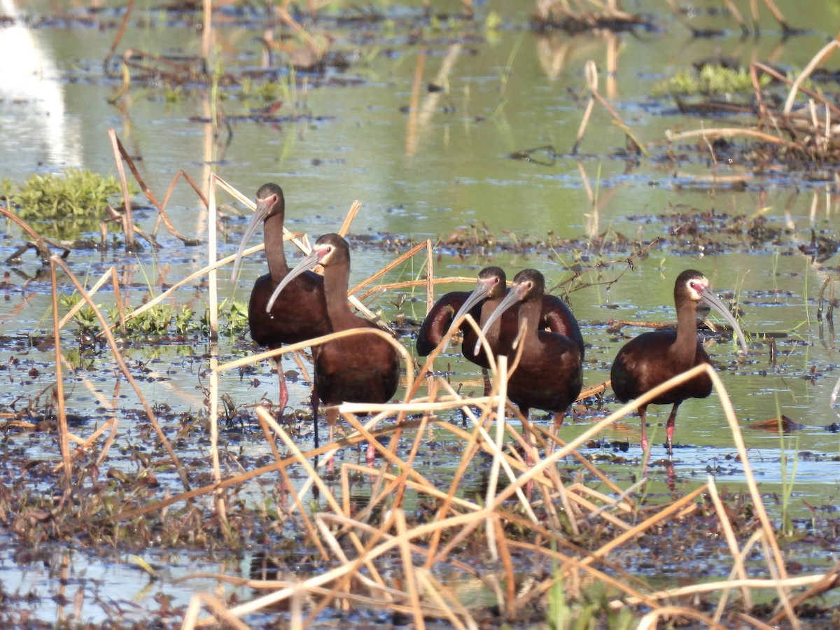 White-faced Ibis - ML565764051