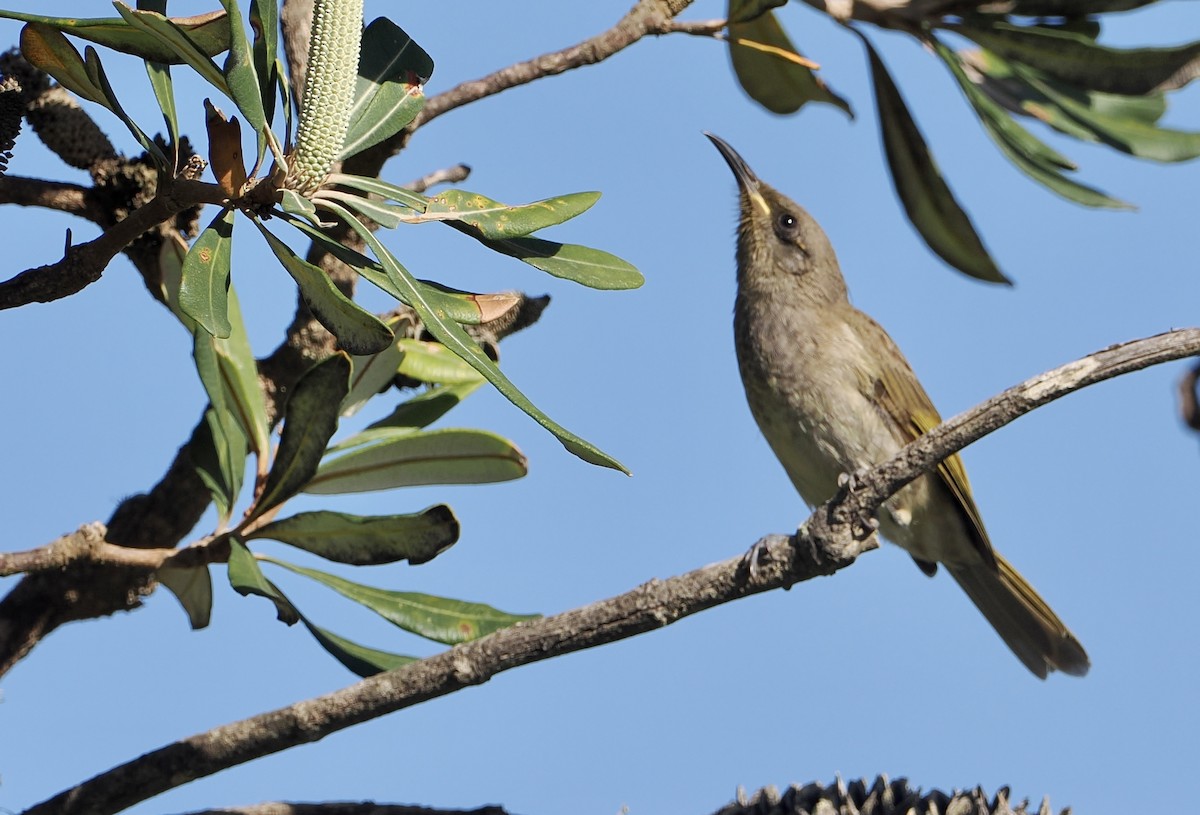 Brown Honeyeater - Cheryl Cooper