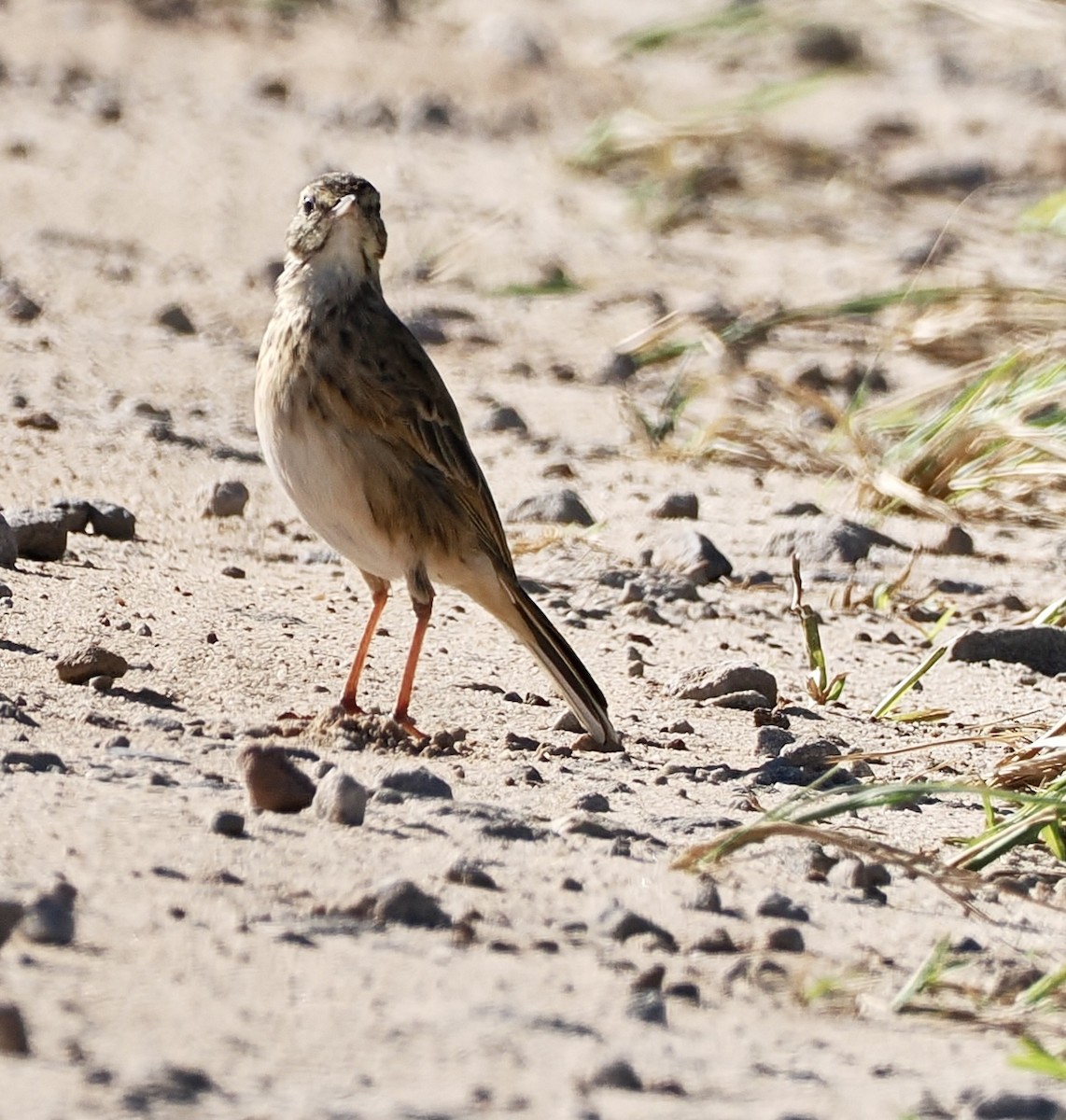 Bisbita Neozelandés (grupo australis) - ML565765451