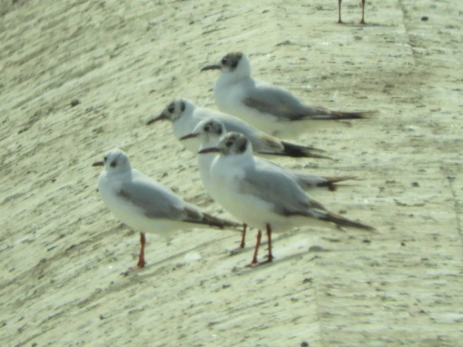 Black-headed Gull - ML565766071