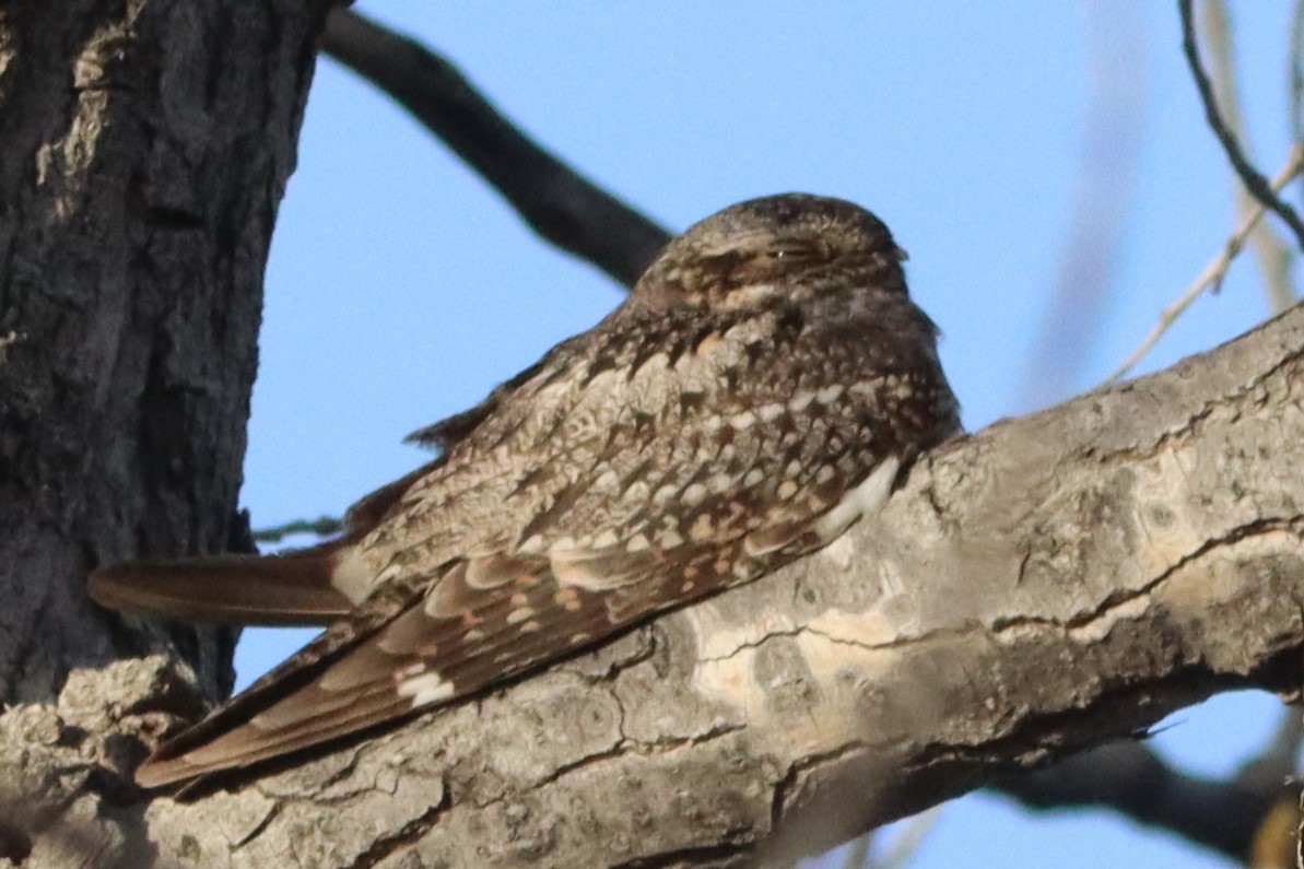 Lesser Nighthawk - Edward Landi