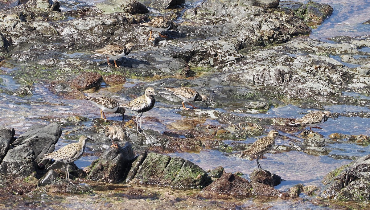 Ruddy Turnstone - Cheryl Cooper