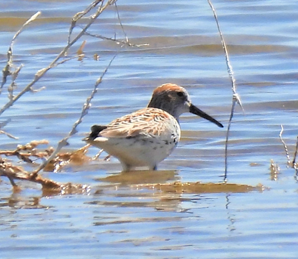 Western Sandpiper - ML565768091