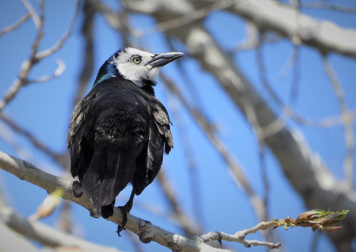 Common Grackle - ML565768251