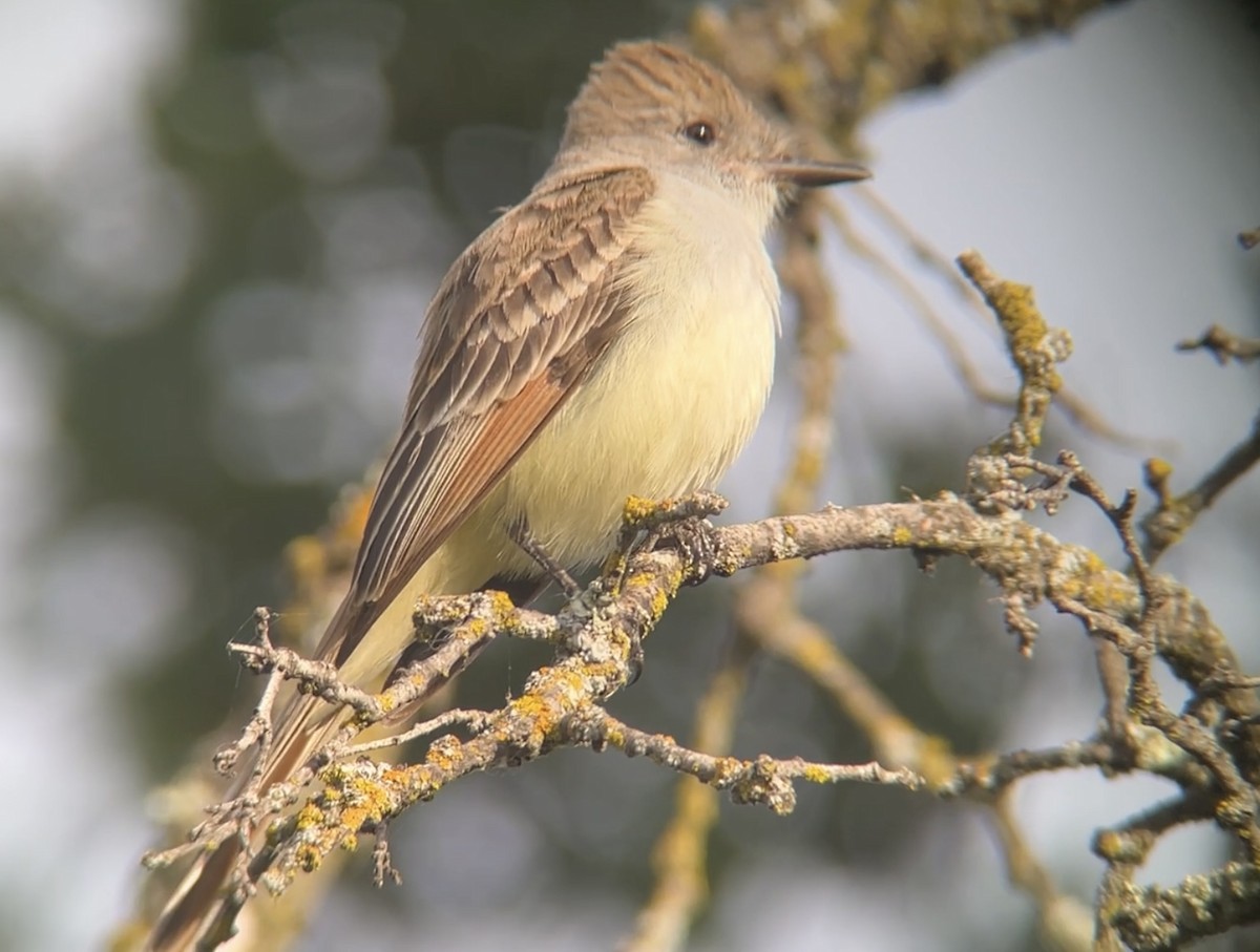 Ash-throated Flycatcher - Mark McShane