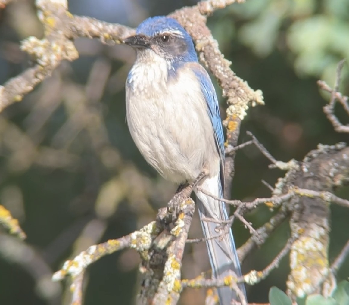 California Scrub-Jay - Mark McShane