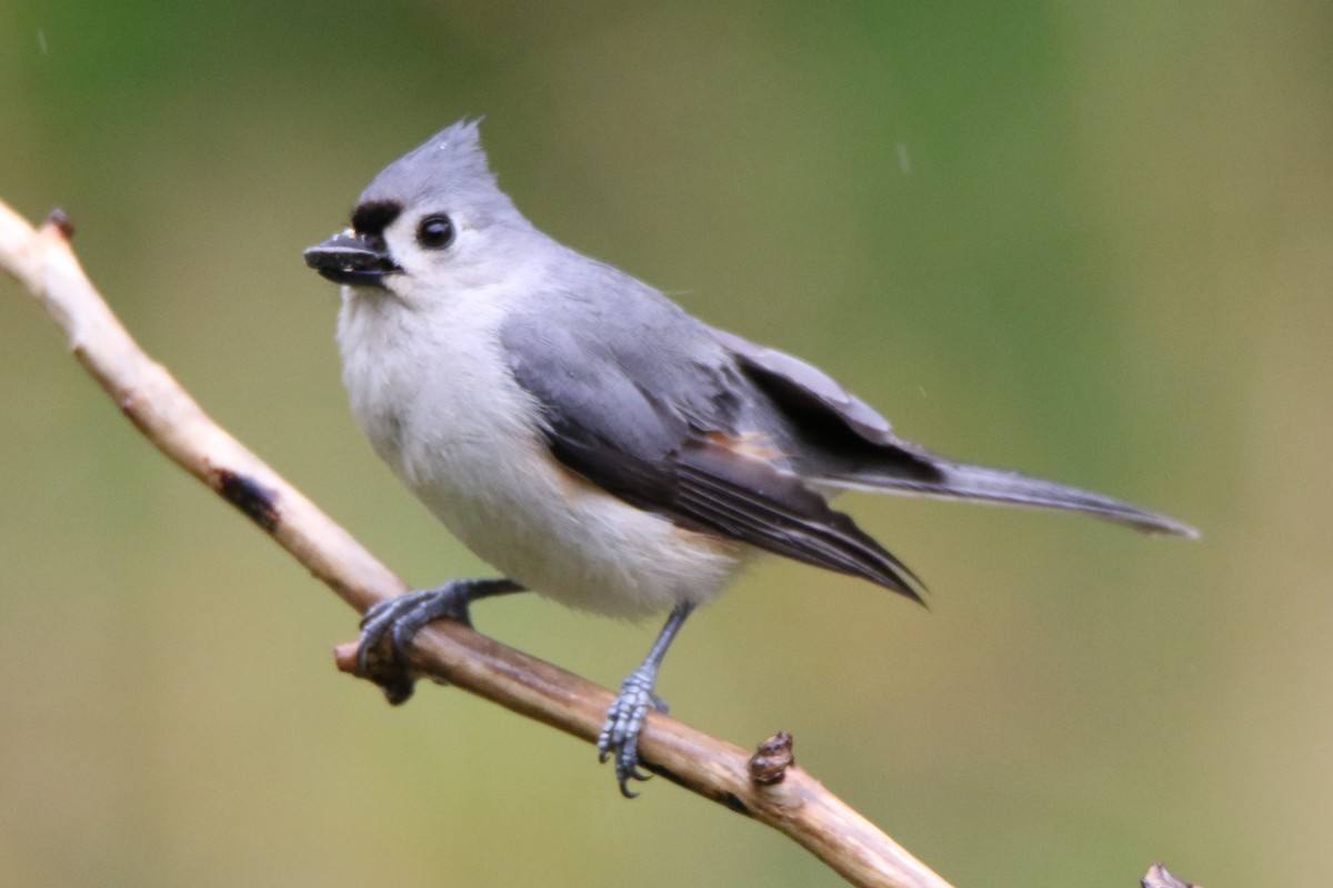 Tufted Titmouse - ML565769251