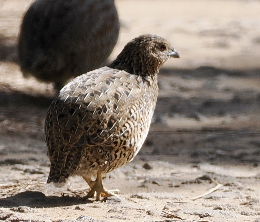 Brown Quail - ML565769651