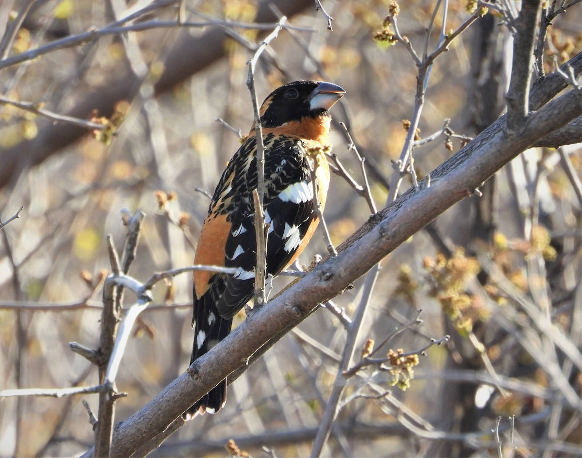 Black-headed Grosbeak - ML565769931