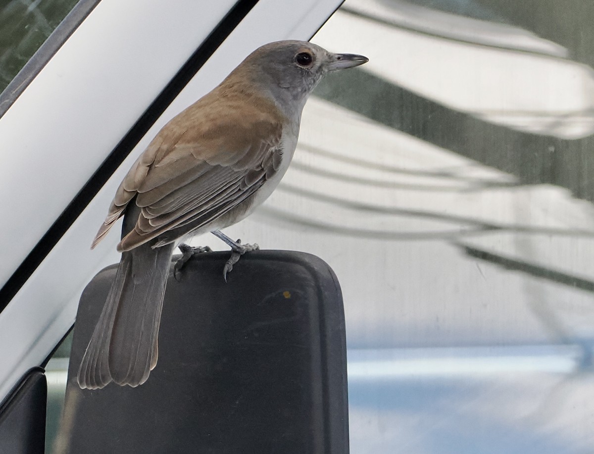 Gray Shrikethrush - ML565769941