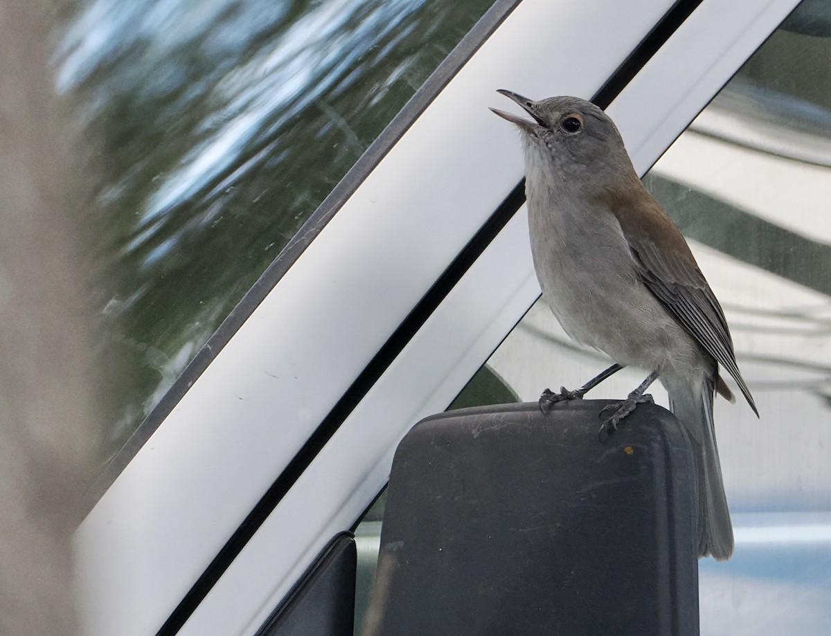 Gray Shrikethrush - ML565769951