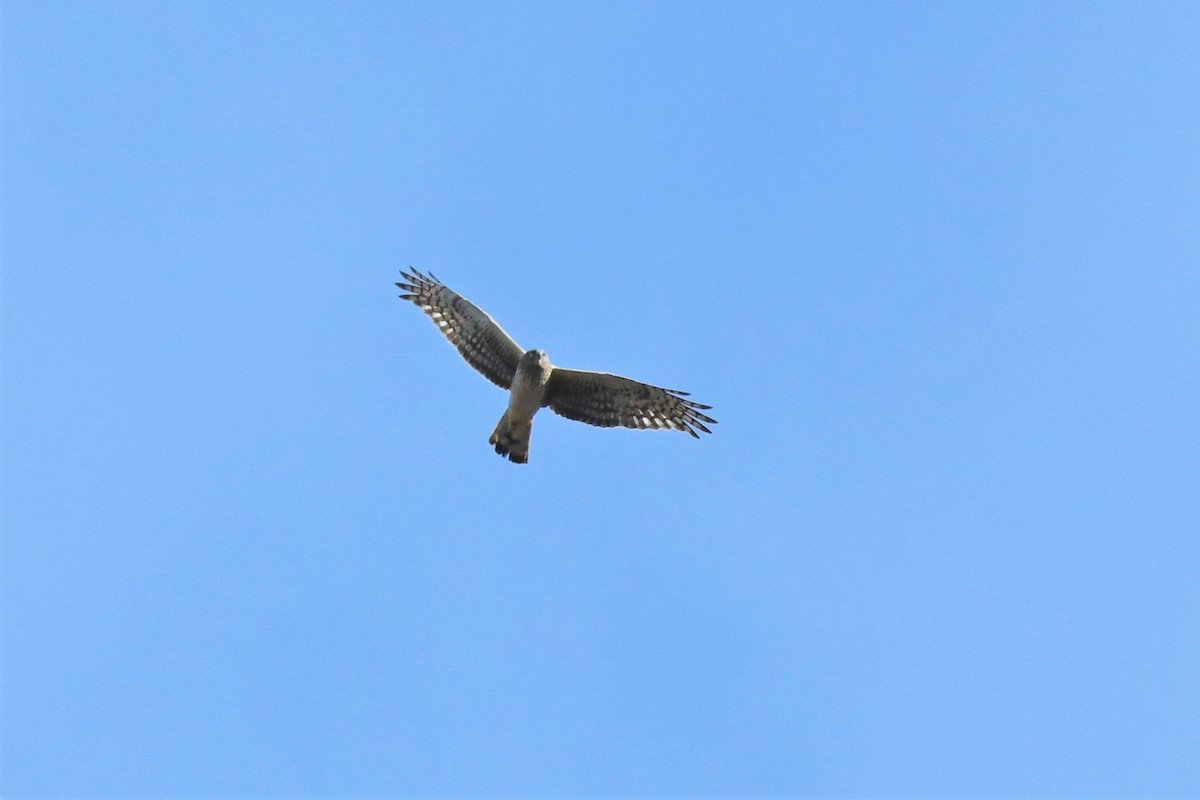 Northern Harrier - ML565770321