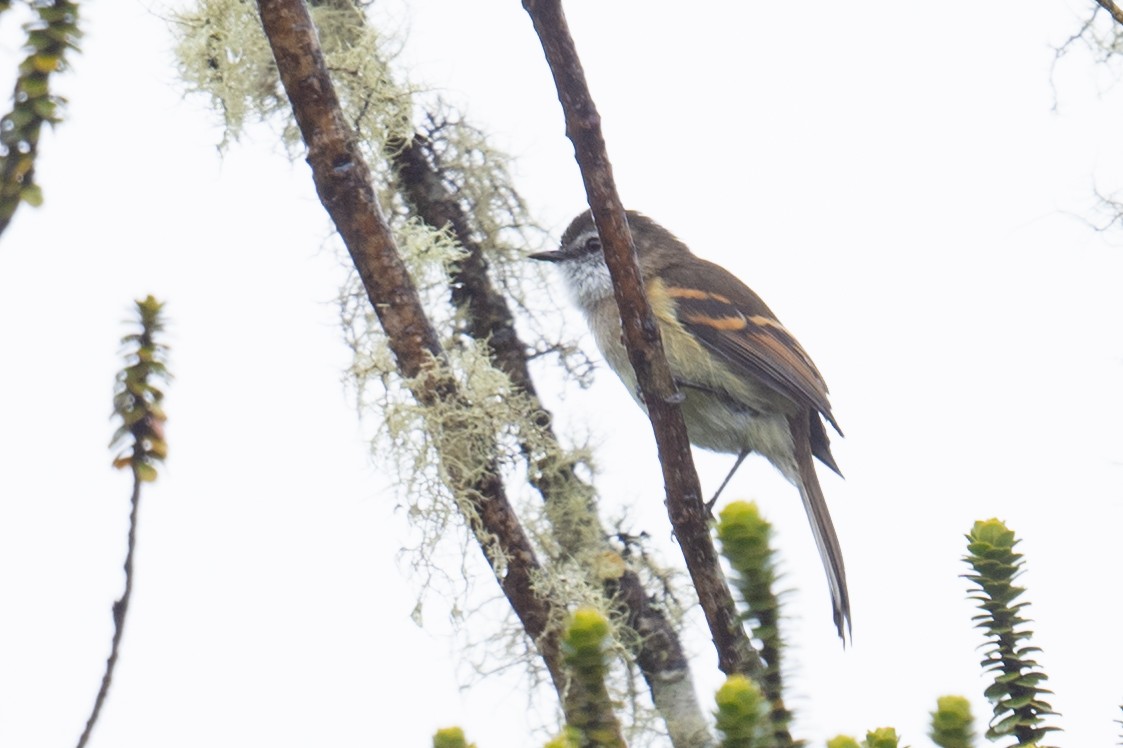 White-throated Tyrannulet - ML565772031