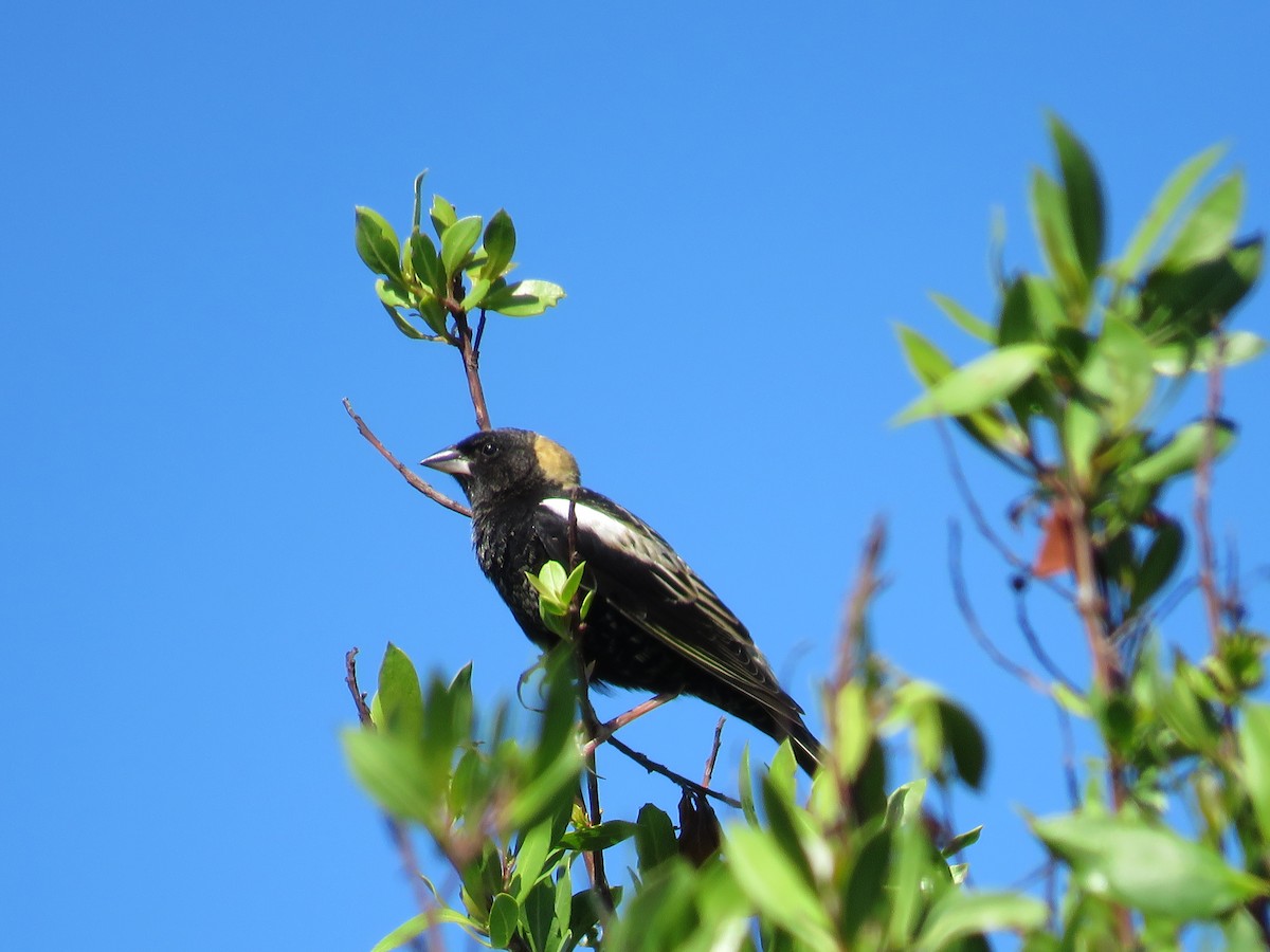 Bobolink - Becky Laboy