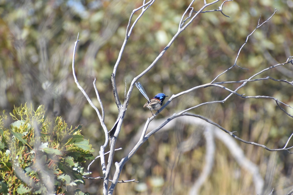 Purple-backed Fairywren - ML565772711