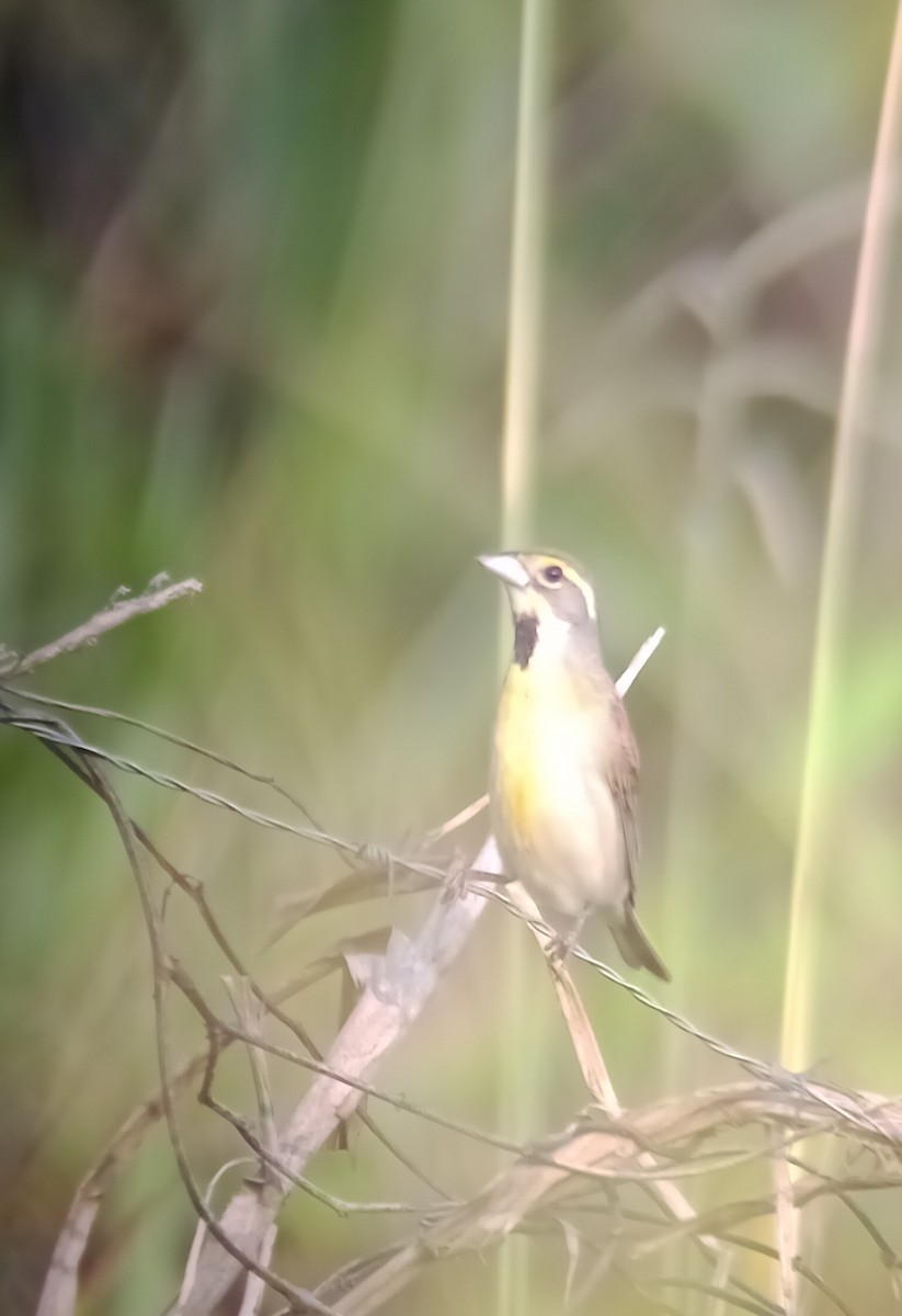 Dickcissel - ML565773621