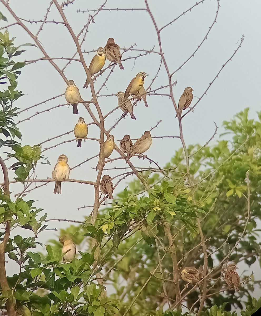 Dickcissel d'Amérique - ML565773631