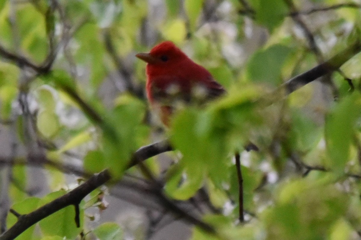 Summer Tanager - ML56577571