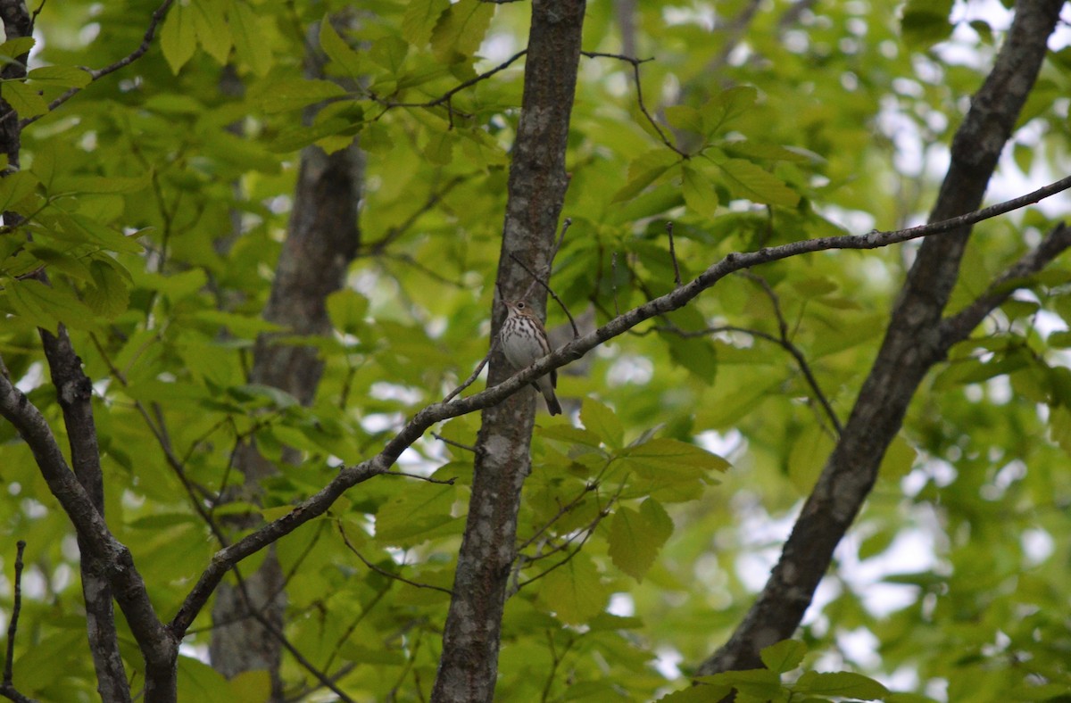 Ovenbird - ML565777031