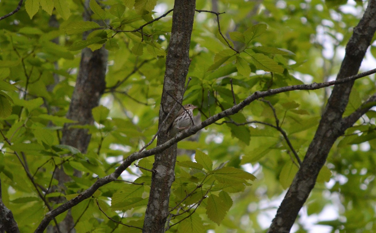 Ovenbird - ML565777231